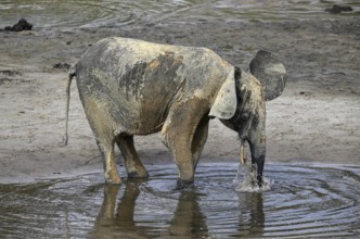 African forest elephant (Loxodonta cyclotis) in the Dzanga Bai forest clearing, Dzanga-Ndoki