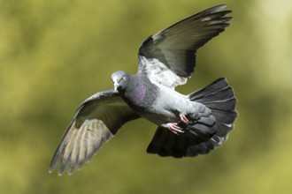 City dove (Columba livia forma domestica) in flight, wildlife, Germany, Europe