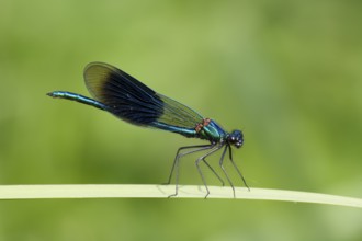 Banded demoiselle (Calopteryx splendens) male damselfly resting on plant leaf, Suffolk, England,