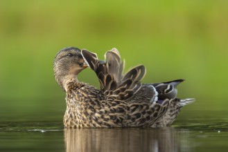 Mallard (Anas platyrhynchos) grooming, female, Aviemore, Scotland, Great Britain