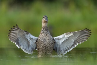 Mallard (Anas platyrhynchos) grooming, female, Aviemore, Scotland, Great Britain
