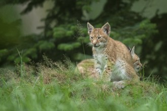 Young lynx (Lynx lynx), Haltern, North Rhine-Westphalia, Germany, Europe