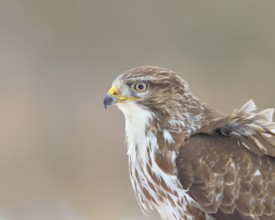 Steppe buzzard (Buteo buteo) animal portrait, wildlife, winter, Siegerland, animals, birds, birds