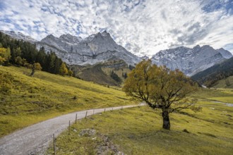 Maple tree with autumn leaves, autumn landscape in Rißtal with Spritzkarspitze, Großer Ahornboden,