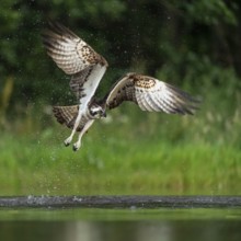 Western osprey (Pandion haliaetus) hunting, Aviemore, Scotland, Great Britain
