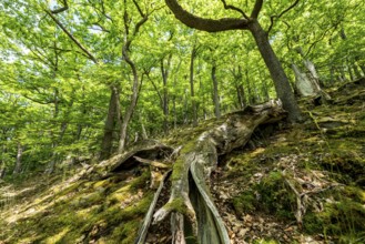 The Knorreichenstieg, part of the Urwaldsteig Edersee hiking trail, in the Kellerwald-Edersee
