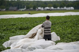 Potato field, fleece cover is removed, rolling up the fleece, the fleece is intended to protect