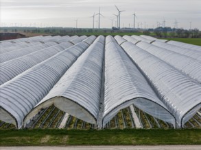 Open field strawberry cultivation in a foil greenhouse, young strawberry plants growing, near