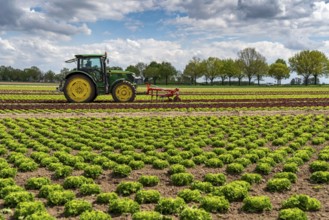 Agriculture, lettuce growing in a field, Lollo Bionda and Lollo Rossa, in long rows of plants,