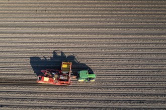 Potato harvesting, so-called split harvesting method, first the tubers are taken out of the ground
