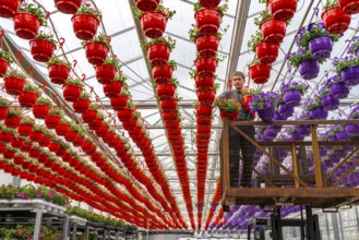 Horticultural business, flower pots, so-called petunia ampel, grow in a greenhouse, under the glass