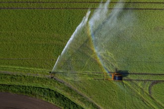 Irrigation of a wheat field on the Lower Rhine, with a mobile irrigation machine, large-area