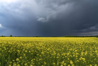 Thunderclouds over the Rhenish lignite mining area, rape field, North Rhine-Westphalia, Germany,