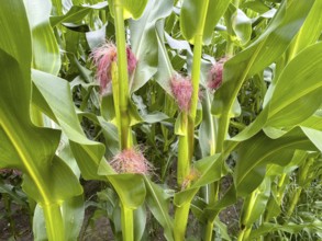Several female flowers in the form of small clusters of thin red filaments in the leaf axis of corn
