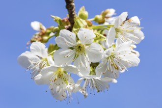 White cherry blossoms against a blue sky convey a sense of spring and peaceful beauty, cherry