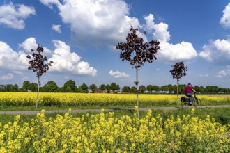 The avenue cycle path between Xanten and Marienbaum, Kalkar, on the Lower Rhine, former railway