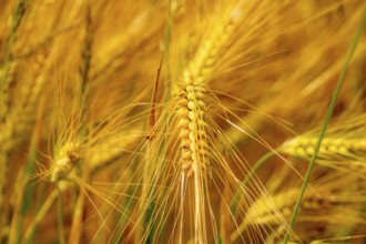 Cereal fields east of Unna, near the village of Hemmerde, North Rhine-Westphalia, Germany, Europe
