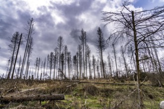 Dead spruce trees, broken by wind, lying in disarray, forest dieback in the Arnsberg Forest nature