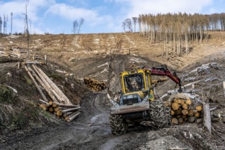 Cleared forest area north of the village of Öventrop, district of Arnsberg, dead spruce stands were
