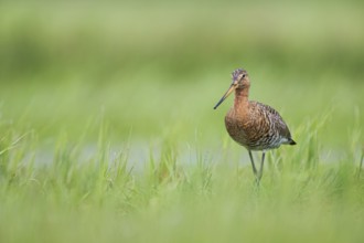 Black-tailed Godwit (Limosa limosa), Lower Saxony, Germany, Europe