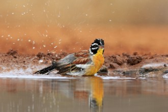 Golden-breasted Bunting (Emberiza flaviventris), adult, at the water, bathing, Kruger National