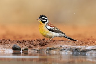 Golden-breasted Bunting (Emberiza flaviventris), adult, at the water's edge, Kruger National Park,