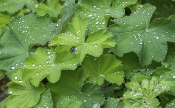 Lady's mantle (Alchemilla mollis) with raindrops, Lower Rhine, North Rhine-Westphalia, Germany,