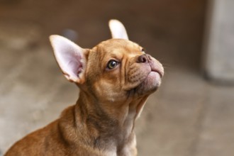 Isabella Sable French Bulldog dog puppy