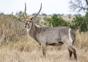 Ellipsen waterbuck (Kobus ellipsiprymnus), adult male, Kruger National Park, South Africa, Africa