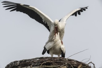 White storks (Ciconia ciconia), mating, Emsland, Lower Saxony, Germany, Europe
