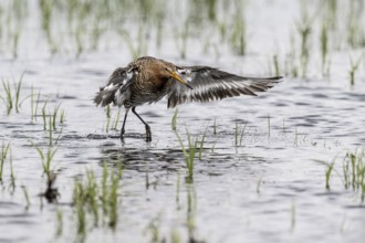 Black-tailed Godwit (Limosa limosa), Lower Saxony, Germany, Europe