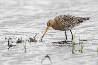 Black-tailed Godwit (Limosa limosa), Lower Saxony, Germany, Europe