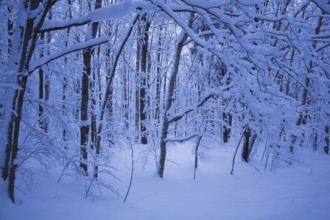 Forest of silhouetted deciduous trees and branches covered with heavy snow, Eastern Townships,