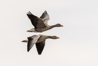 Greylag goose (Anser anser) in flight, wildlife, Germany, Europe