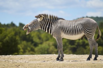 Plains zebra (Equus quagga) standing with blue sky in the background, captive, distribution Africa