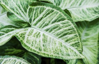 Details of caladium plants in a garden. Tropical Caladium Leaves. Caladium leaves background