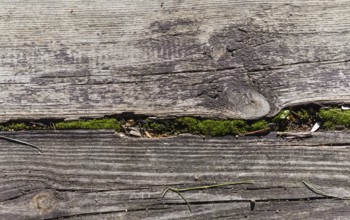 Part of the old gray board with green moss