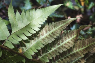 Ornamental fern leaves with spores in the botanical garden of Singapore