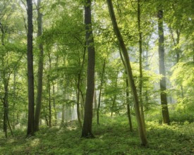 Natural mixed forest of oaks and beeches in the morning light, the sun shines through the morning