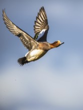 Eurasian Wigeon, (Mareca penelope) male in flight over marshes