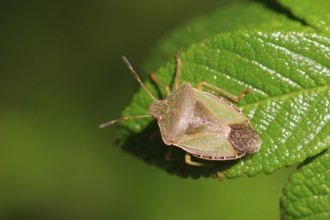 Bug, September, Germany, Europe