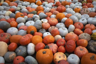 Various ornamental pumpkins, pumpkins, Ludwigsburg, Baden-Württemberg, Germany, Europe