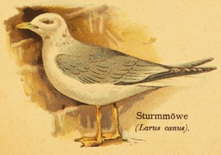 Common gull (Larus canus) side view, World of Birds, historical illustration 1890