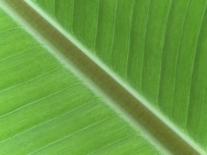 Macro photograph of a leaf of Musa x paradisiaca, plantain, cooking banana