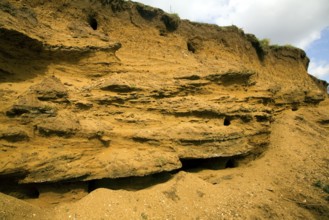 Layers strata Red Crag sedimentary rock in former quarry pit Sutton Suffolk England