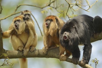 Black howler (Alouatta caraya), male and female calling with young, captive, occurring in South