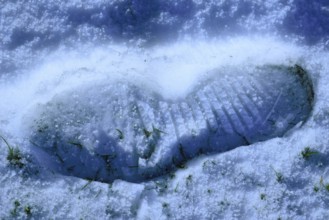 Tracks in the snow