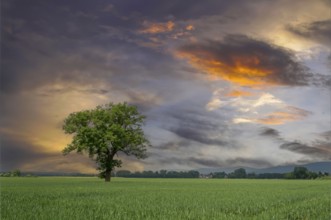 Standing alone tree in the field between Rinteln and Eisbergen sunset Porta Westfalica Germany