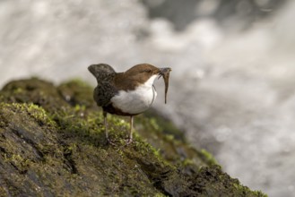 White-throated Dipper (Cinclus cinclus), at a torrent with prey in its beak, Rhineland-Palatinate,