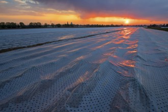 A covered asparagus field at sunrise, Erpolzheim, Bad D¸rkheim district, Rhineland-Palatinate,
